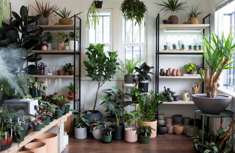 The Comprehensive Guide to Growing Indoor Plants Successfully